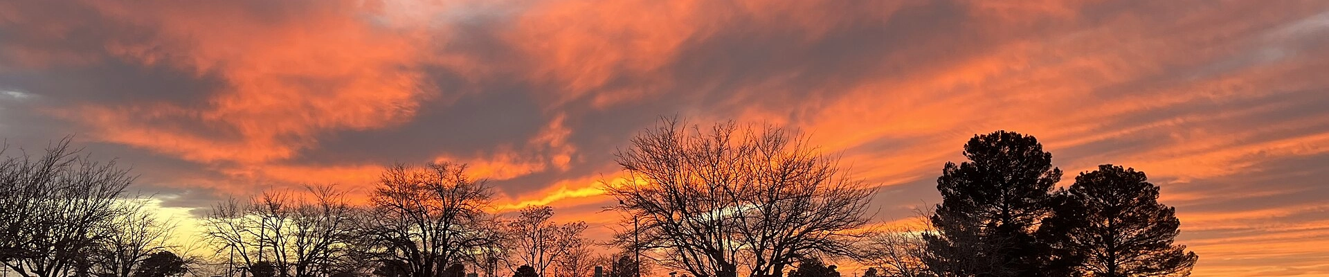 Tree in Anthony, TX