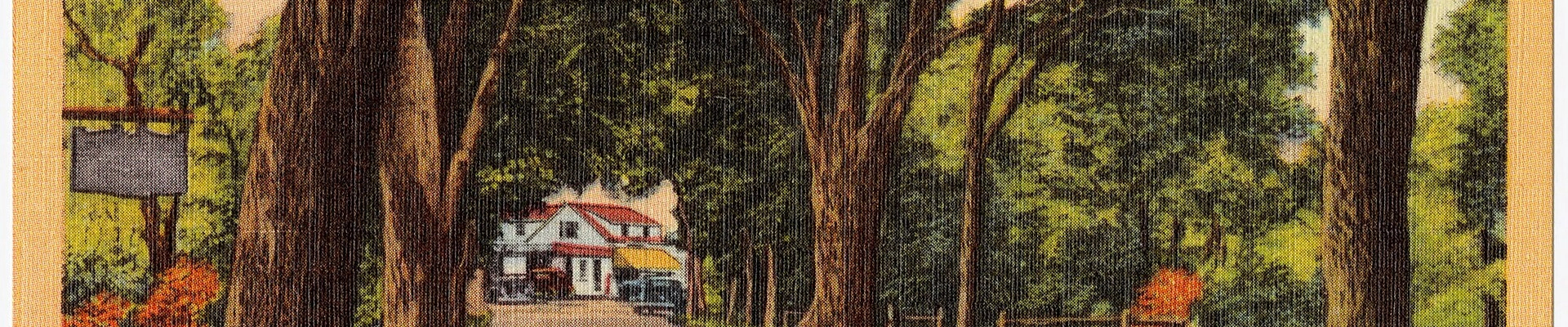 Tree in Centerville, MA